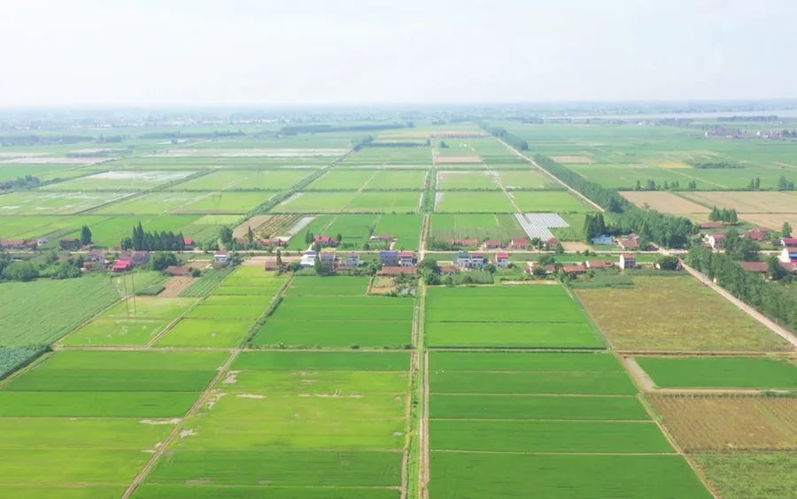 多措并举促生产 祝丰镇两万亩水稻丰收在望