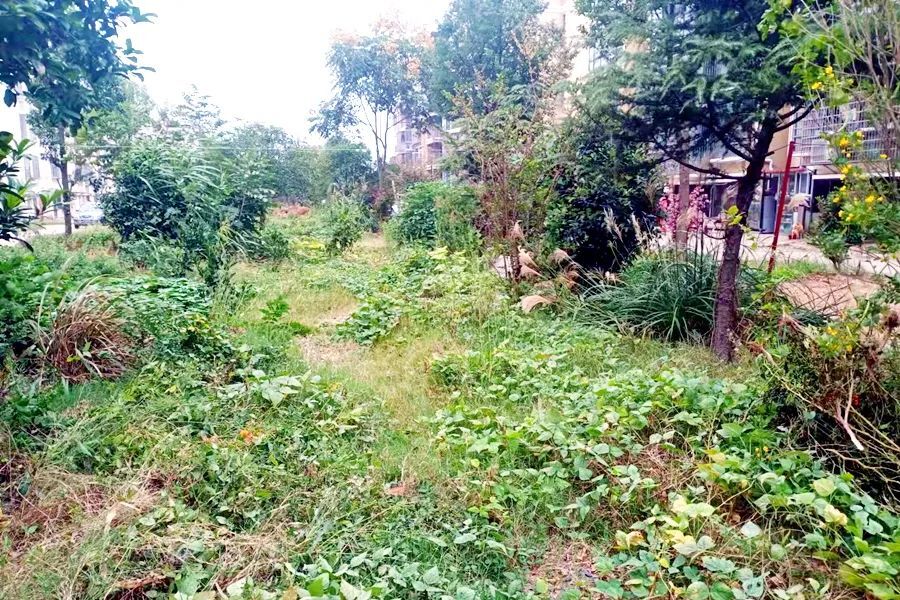 【我为群众办实事】龙泉街道：改善小区环境 提升居民幸福感