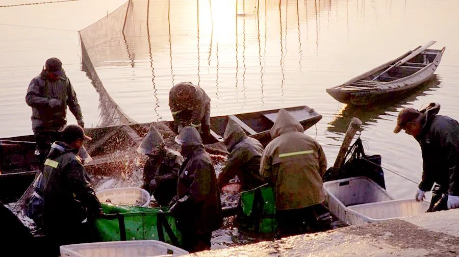 区农投公司： “以水养鱼、以鱼净水”促进生态平衡