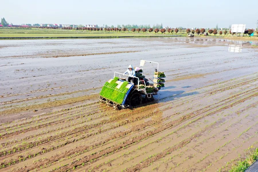 西洞庭：春耕正当时 早稻插秧忙