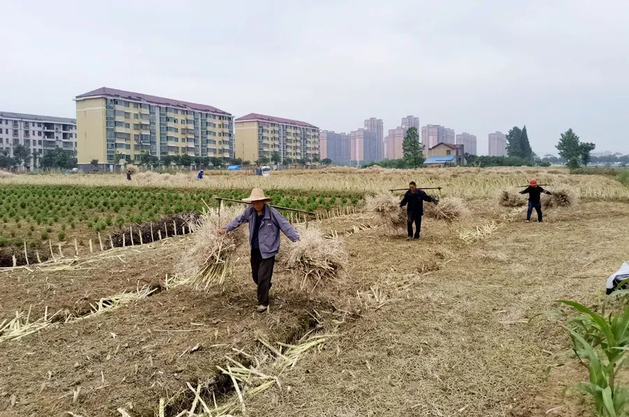 龙泉街道秸秆禁烧有力度，更有温度！
