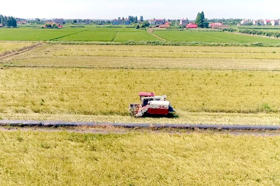 区农业农村局组织开展双季稻种植观摩培训
