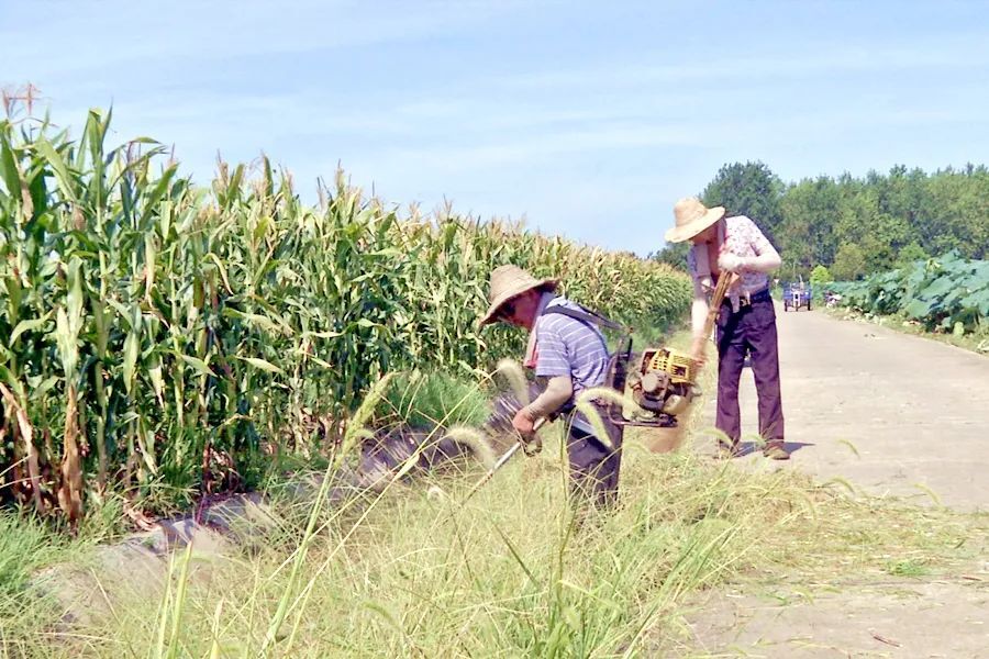 金凤街道白芷湖社区：大力开展人居环境整治 打造整洁舒适的生活环境