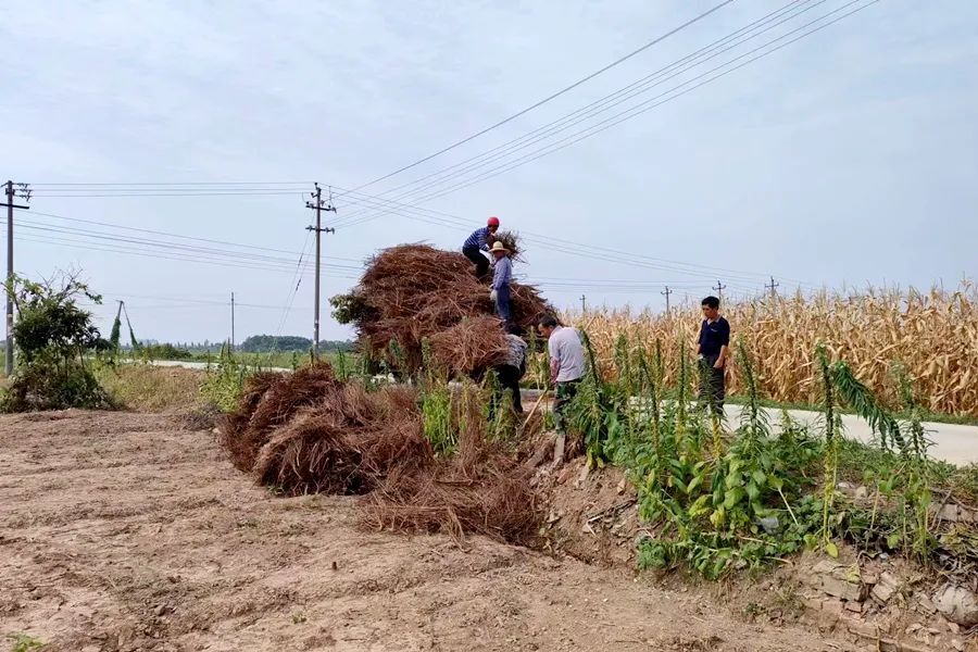 【国家卫生城镇创建】龙泉街道：全力做好秸秆清运，助力人居环境提升