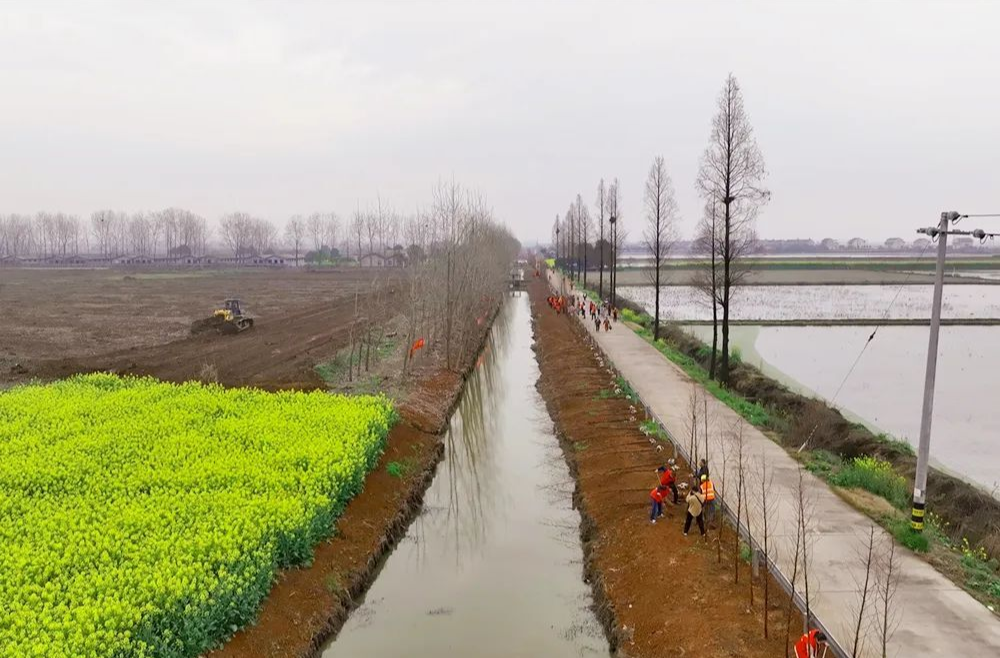 【又是一年好时光 植树添绿正当时】西洞庭管理区开展义务植树活动