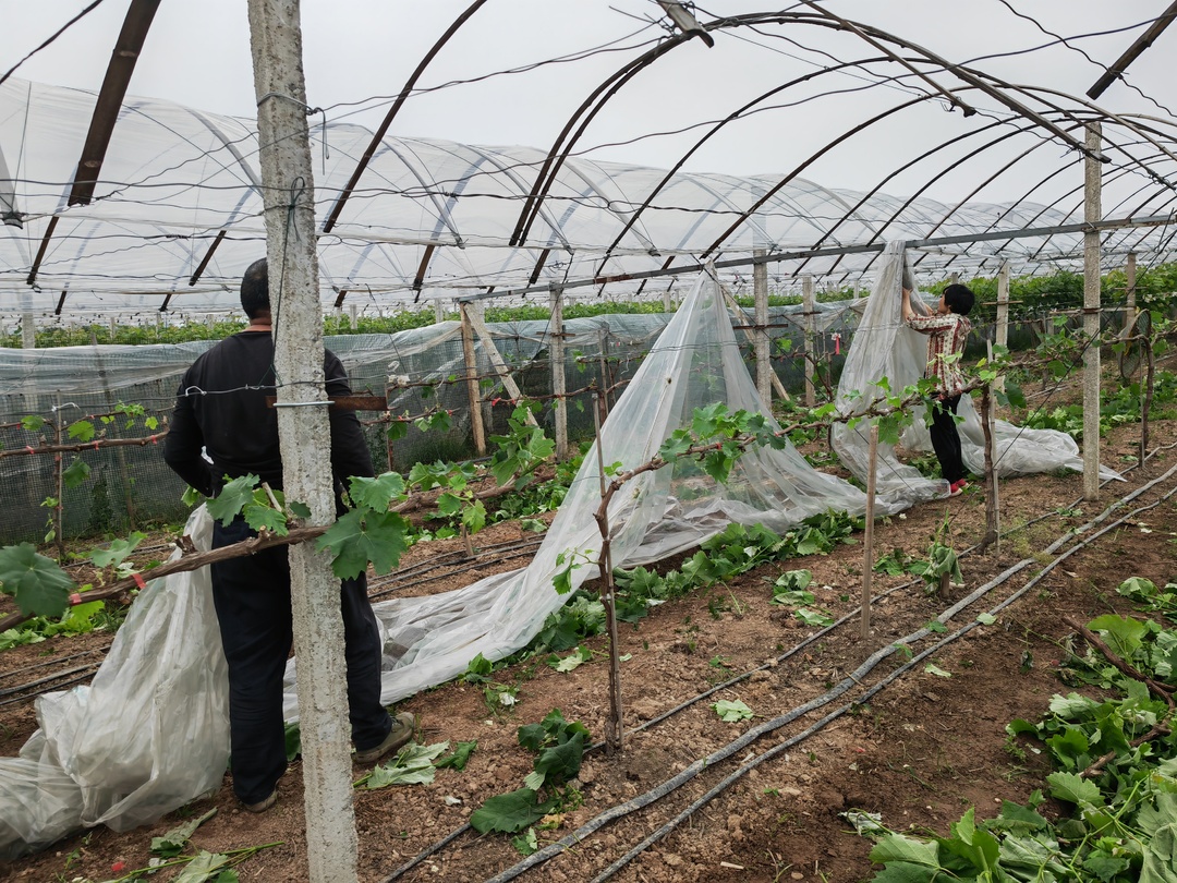 祝丰镇：严守耕地红线 落实春苗行动