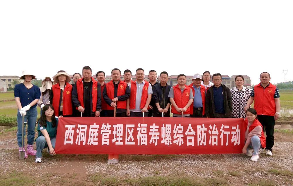 区农业农村局联合多部门开展福寿螺综合防治行动