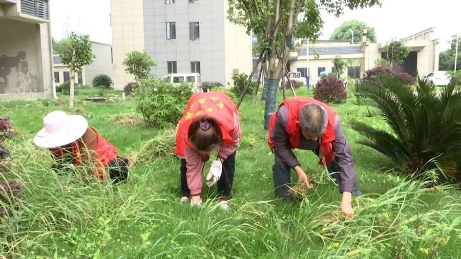 育才社区：我为群众办实事 志愿除草美环境