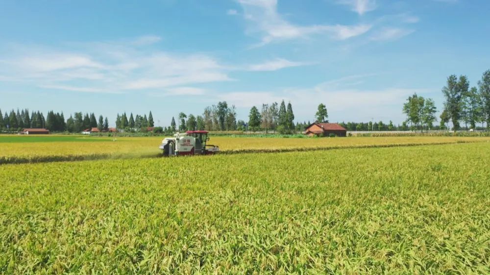 我区再生稻收割完成，又是一个丰收年