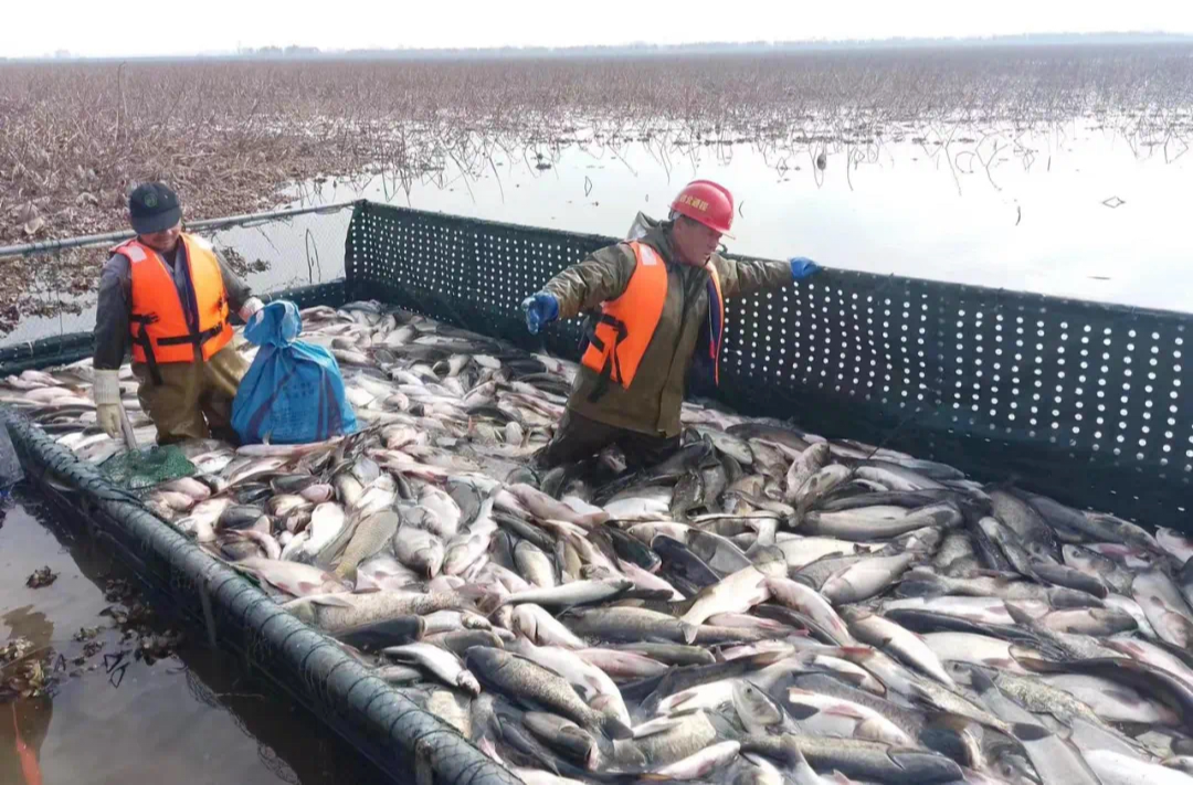 ?????牛屎湖生態(tài)魚市正式開市