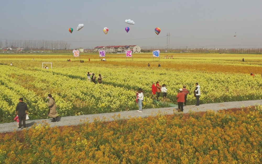 与你共寻彩色春天——西洞庭首届彩色油菜花节开幕