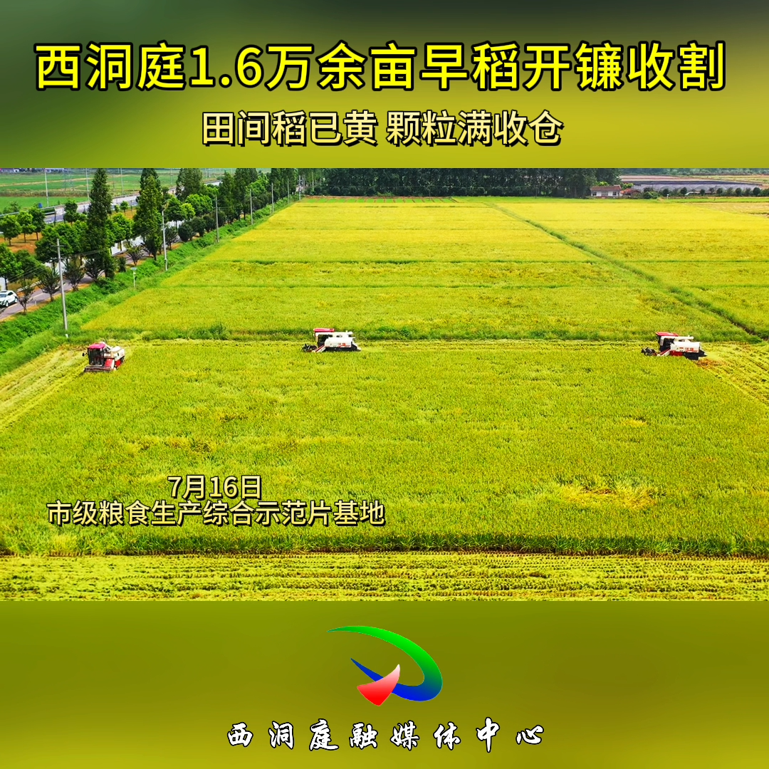 西洞庭1.6万余亩早稻开镰收割