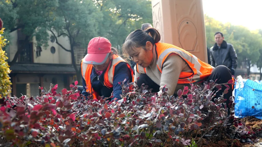 区乡公路管理处：补植补栽添新绿，公路绿化美颜再提升