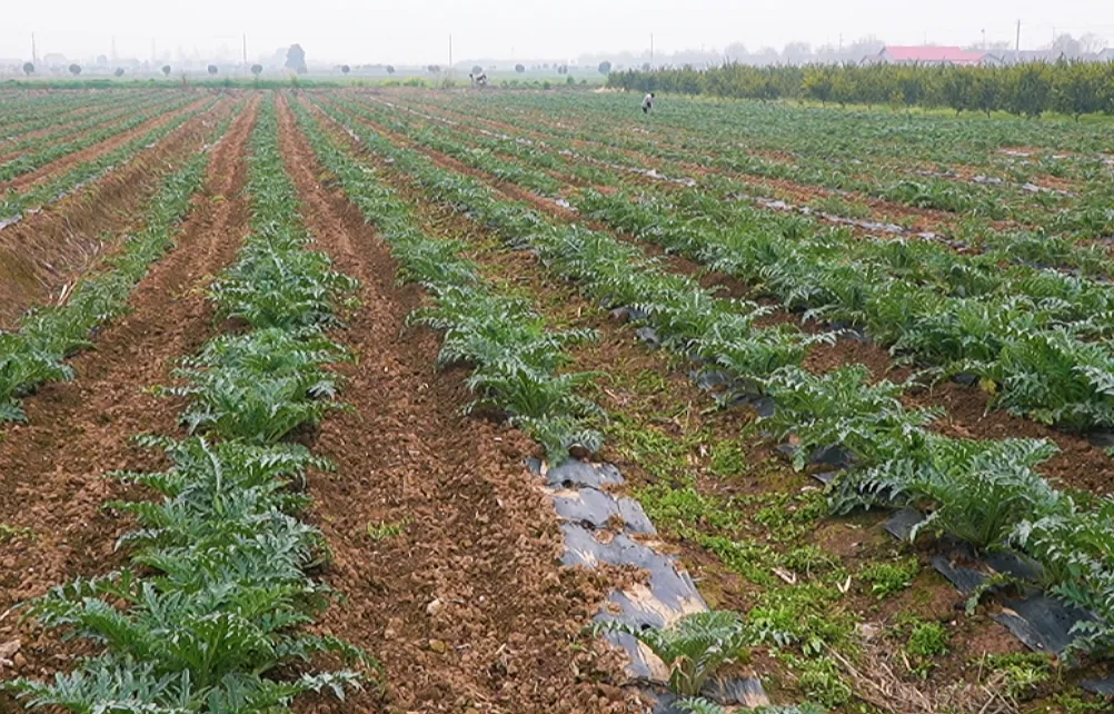 祝丰镇紫湾村： 积极发展村集体经济 做优特色产业助推乡村振兴