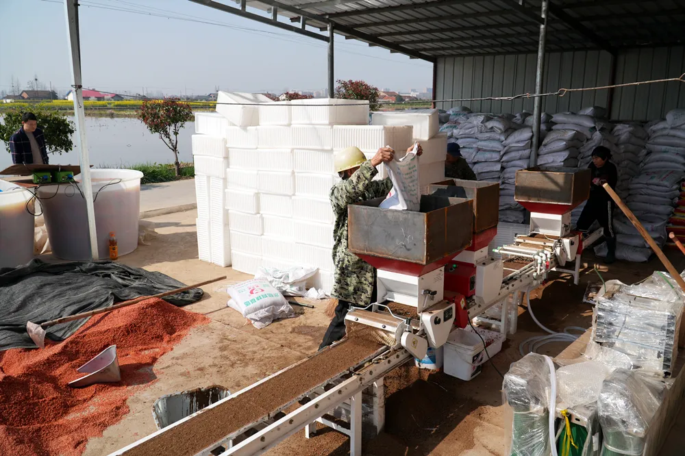 【乡村振兴强产业】金凤街道望洲社区：产业发展推动乡村振兴