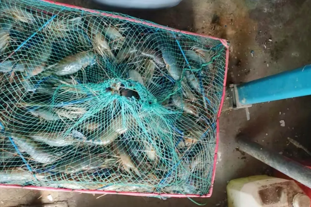 【乡村振兴强产业】祝丰镇金凤山村：打造罗氏沼虾产业，实现乡村经济可持续发展