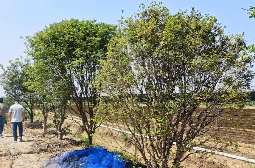 【实施“三大战略” 开展“三大行动”】龙泉街道甜蜜产业再绘新图景︱天福社区试点探索特色品种果树种植新路径 铺就乡村振兴“甜蜜路”