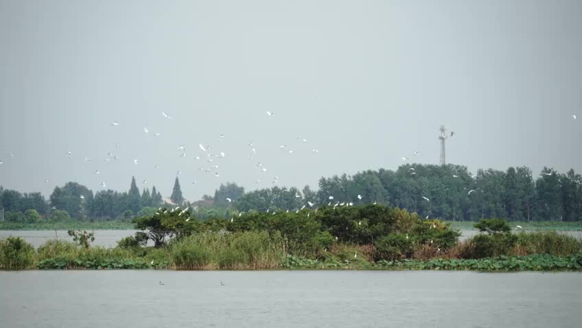 牛屎湖：飞鸟翔集 水波潋滟